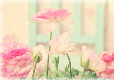 唯美的句子配图片：我们终究只会，属于我们自己