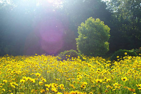 清晨的阳光唯美句子及图片