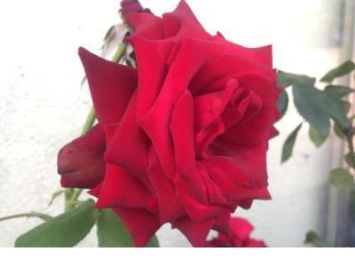 八字古风励志短句 拼搏励志的古风句子