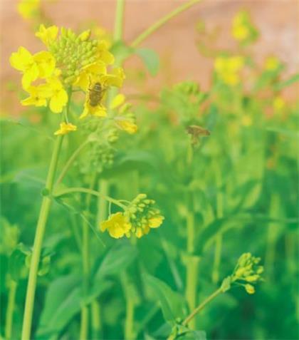 形容心灵鸡汤 每日一语