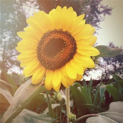 感恩暖心励志图片 午安励志的暖心句子