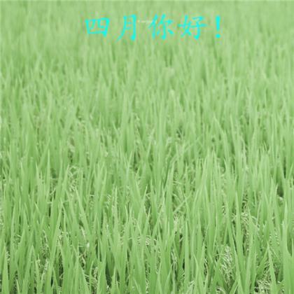 四月是你的谎言qq说说 只要呼唤他的名字，就不