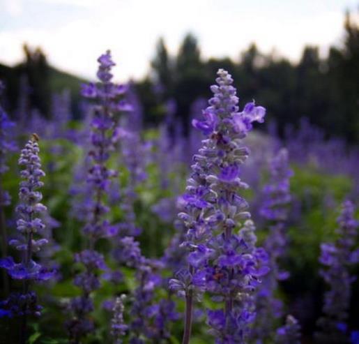 朋友圈晒花简单的句子 晒花的心情短语一句