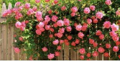 关于感恩老师的文章 小学毕业感谢老师短句