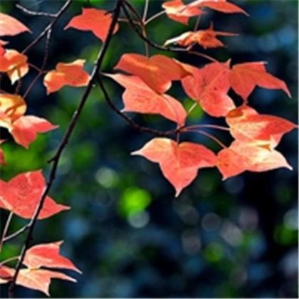 2020励志图片带字唯美 意境励志不带字图片