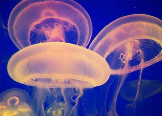 2020元旦朋友圈说说 只有女性才会流血一周而不死