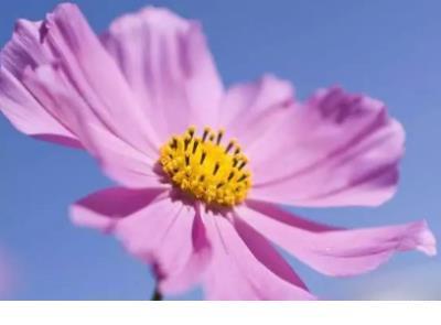 晚安心语正能量短句 如果你是狼,你会饿死的