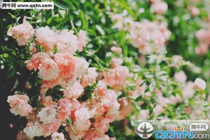 描写岁月静好的唯美句子 有关禅茶一味品行人生