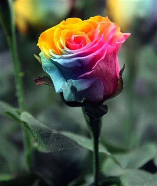 女人要靠自己励志说说 人不可向幼年人学习,也