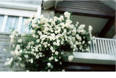 2020每天一句话心情签名 我上辈子大概当过保姆