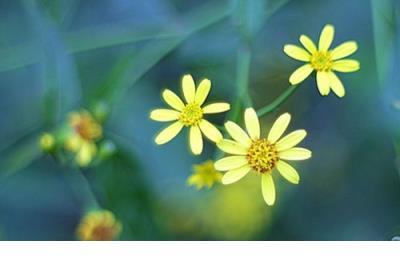 成功人士的励志名言 枕夜东风吹，吹去相思千分