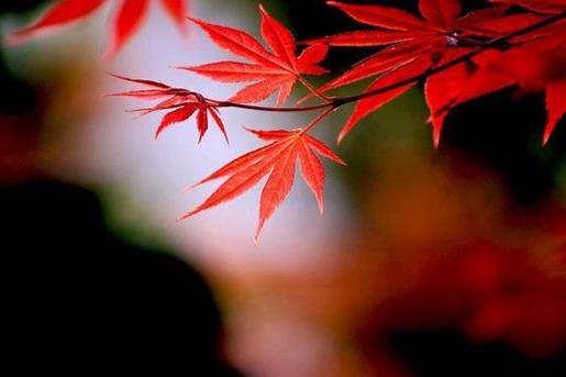 形容人外貌的法语句子 人生最重要的是经验