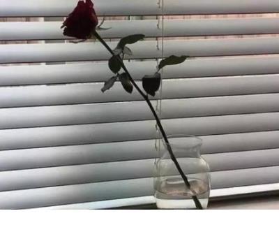 经典语录每日心语