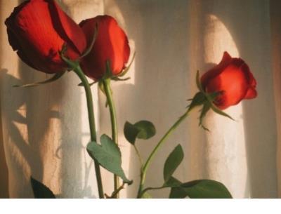 表达风景美的心情说说 表达家人很重要的说说