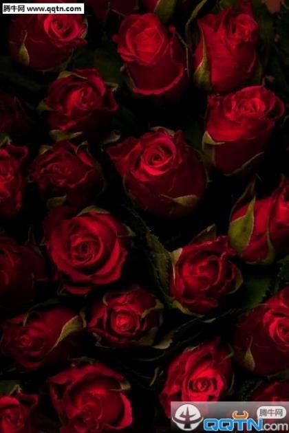 追求高质量生活的句子 追求生活品质