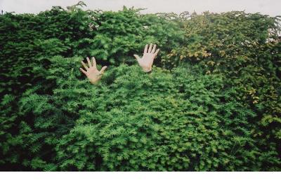 描写樱花超唯美的段落100字