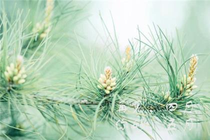 看淡人生的句子带图片