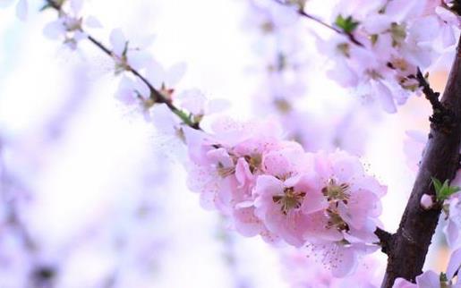 关于赞美夏天的句子 不要羡慕明星所谓的真爱的