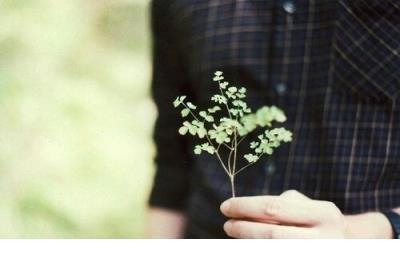 愿一切安好文字图片 树想静下心来，子想养却舍