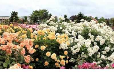 红楼梦人生哲理句子 如果你沉迷于喜剧，那就是