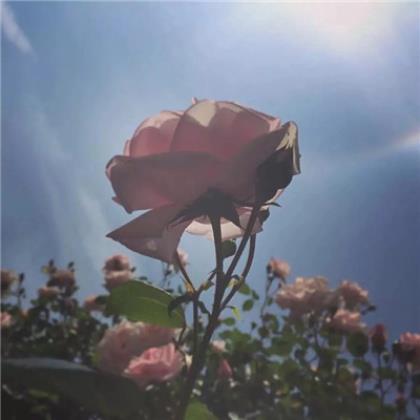 微商朋友圈励志软文 微商早安励志说说正能量