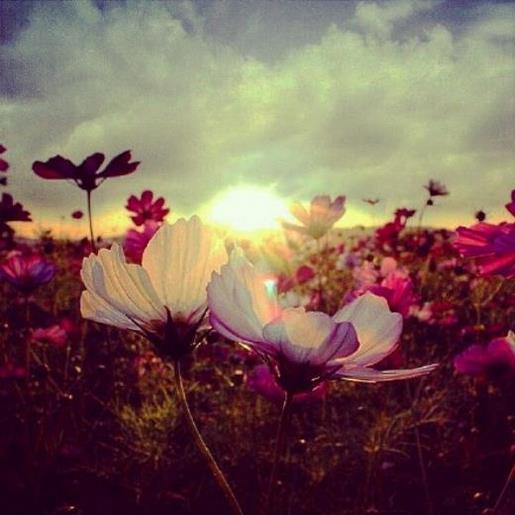 qq个性签名短句古风 qq签名女生高冷气质