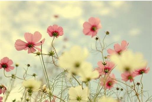 描写景色的优美句子摘抄