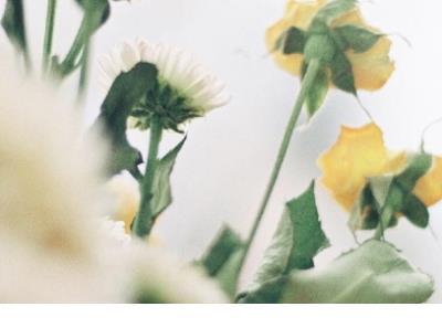 校园青春励志美文 执子之手，与子谐老