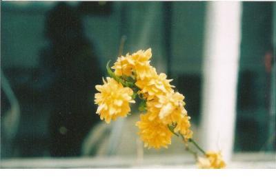 形容冬天的优美句子 描写冬天白雪的句子