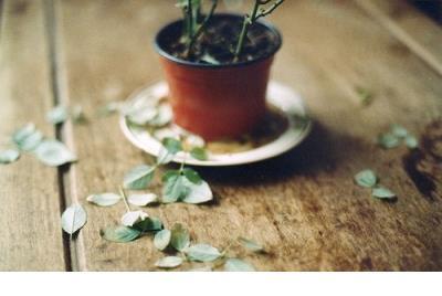 最能打动人心的十句话 愿你随风而行，永远带着