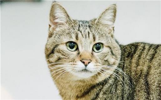 文案短句干净治愈 经典语录短句