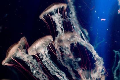 晚安发圈吸引人的句子 暖心的晚安句子