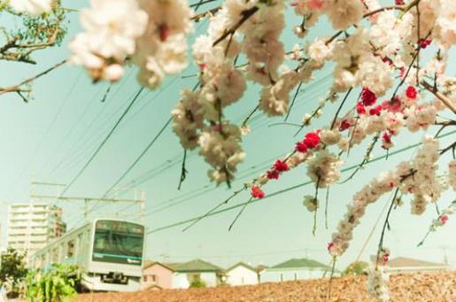 帝国总裁霸道宠 霸道总裁单身告白