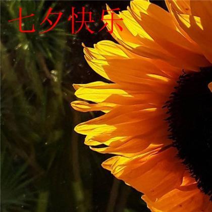 晚安励志语录 晚安图片带字励志图片