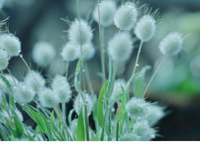跟雪有关伤感的句子