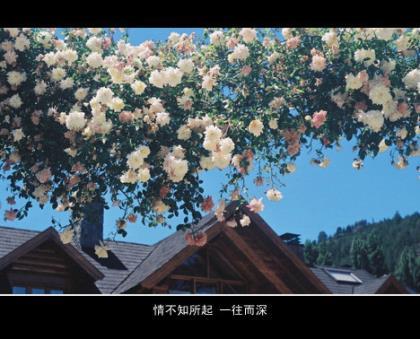 形容爱而不得的心酸句 微信说说大全伤感