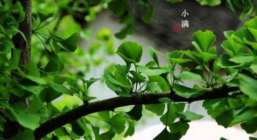 赵薇减肥成功真实励志