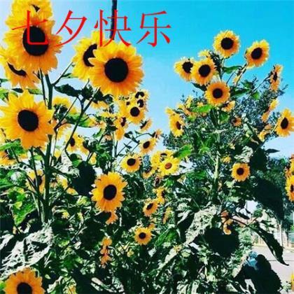2021微信个性签名霸气 愿我爱的帆，能驶进你心的