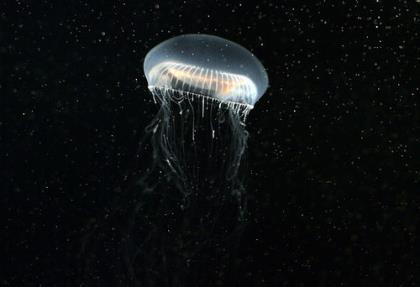 表达爱情的话 情侣个性签名简短